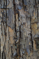 trunk gray wood texture and background