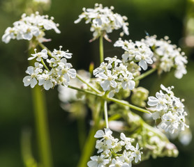 Ground Elder B Aegopodium Podagraria English Masterwort