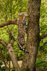 Obraz premium Bengal Cat climbs on tree, Nature green background