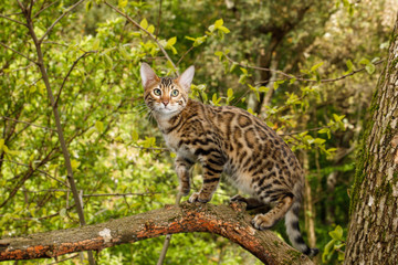 Bengal Cat Hunting outdoor, on branch tree, Nature green background
