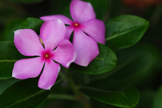 Beautiful pink Madagasca in the park