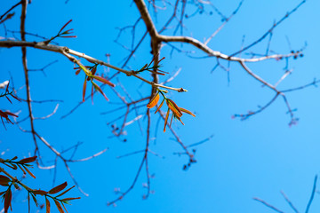 soft treetop and blue sky