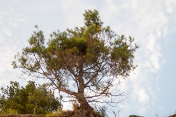 Obraz premium Single tree standing on the top of a cliff edge. Colour enhancement