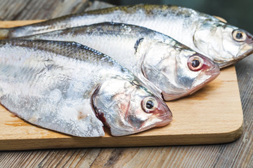 Ilish fish of Southeast Asia