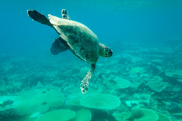 Obraz premium sea turtle maledives