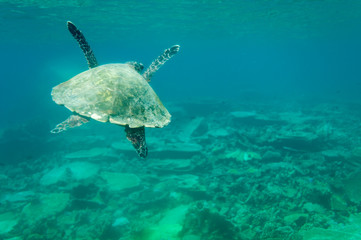 Obraz premium sea turtle maledives