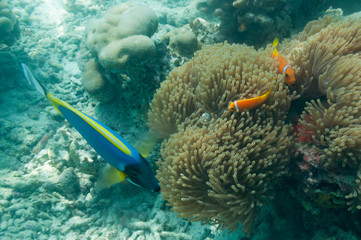 Fototapeta na wymiar Tropical fish Maledives
