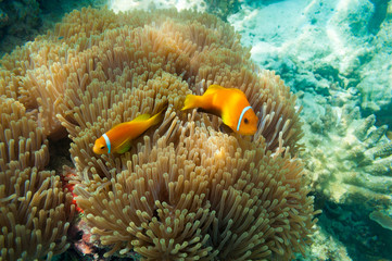 Fototapeta na wymiar Clownfish maledives