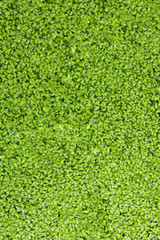 Fresh green algae in the water