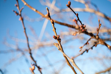 The first spring gentle leaves, buds and branches