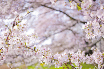 公園 満開の花