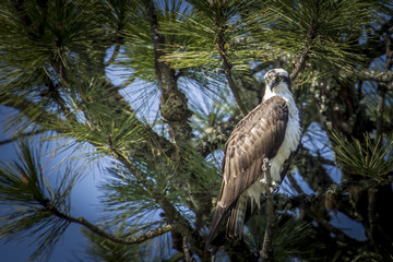 Osprey looks for fish from tree.
