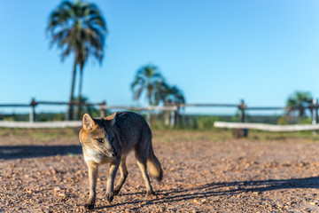 Mountain Fox on El Palmar National Park, Argentina