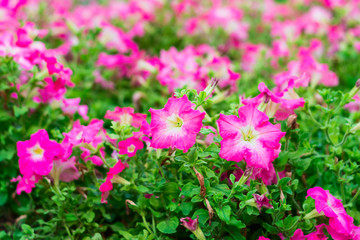 Pastel pink petunias in a garden.Natural background
