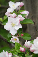 Vertical macro shot of blooming in spring  flowers of apple tree