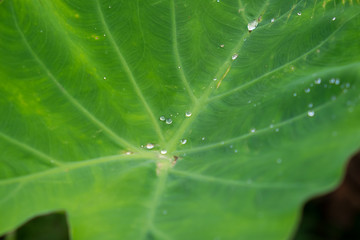 water on caladium leaf