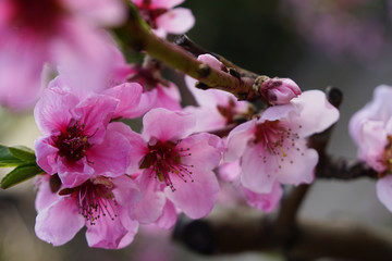 Macro shot of blooming in spring flowers of peach tree