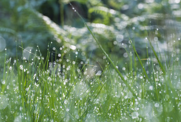 Grass with drops of water on a sunny morning