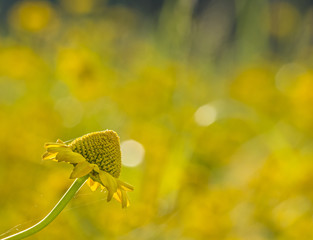 Field of marigolds on a sunny day