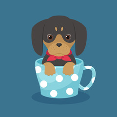 Dachshund puppy sitting  in a cup
