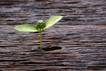 little green tree growing on the wooden background