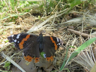 Vanessa Atalanta