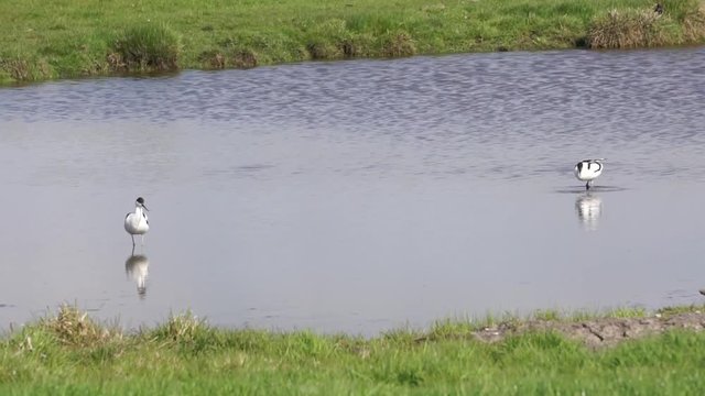 two avocets in the water