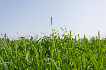 Green grass over a blue sky