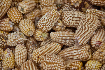 Organic corn cob