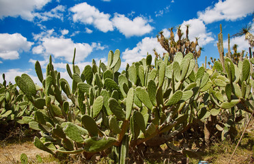Cactuses under Mexican sky