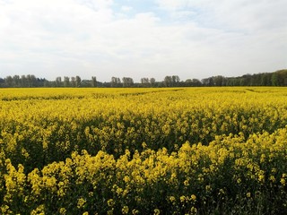 Rapsfeld am Niederrhein nahe Weeze