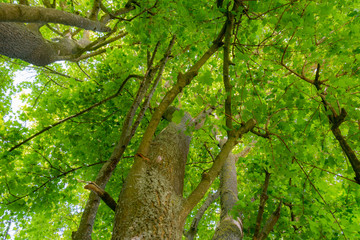 Fototapeta na wymiar Sommer im Wald mit grüner Farbe