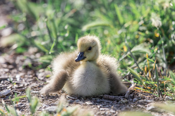 Canada Gosling (Branta Canadensis) Resting. Santa Clara County, California, USA.