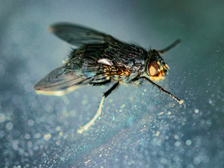 Insect a fly on a window pane natural background blur, selective focus, close-up