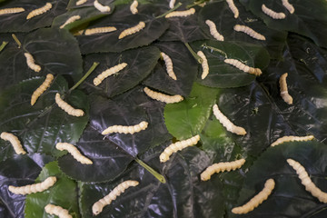 Silkworms and mulberry leaf