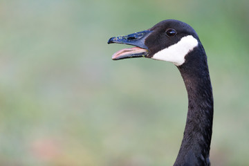 Hissing Canada Goose (Branta Canadensis). Santa Clara County, California, USA.