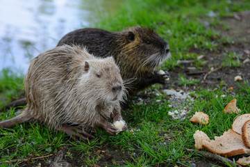 Coypu in nature with bread
