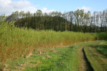 Plantation energy of willow (salix) plants grown by spring sunrise