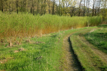 Plantation energy of willow (salix) plants grown by spring sunrise