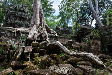 Fototapeta na wymiar temple ruins of Ta Prohm with giant tree