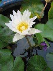 White lotus in a blow