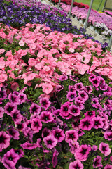 backgrounds of many petunia flowers in spring