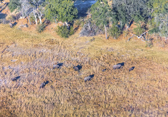 Okavango delta (Okavango Grassland) is one of the Seven Natural Wonders of Africa. A herd of...