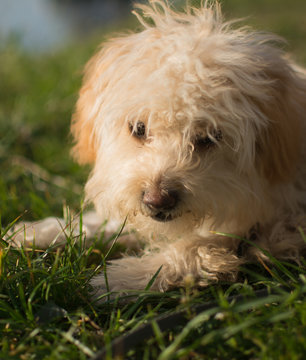 Kleiner süsser Hund steht auf saftig grüner Wiese und die Sonne scheint hell mit Flusspromenade im Hintergrund.