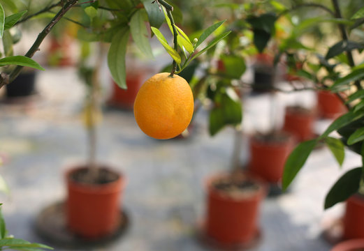 big orange fruit on the tree