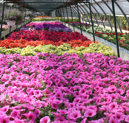 flowers petunia plants for sale in the nursery in the spring