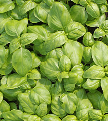 Fototapeta na wymiar green leaves of fresh basil