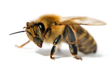 Fotobehang detail of bee or honeybee , Apis Mellifera © Daniel Prudek