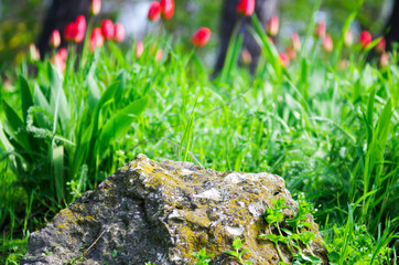 Close up view of a decorative lawn in a park