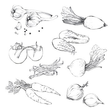 Set, collection of various hand drawn vegetables. Sketches of different food